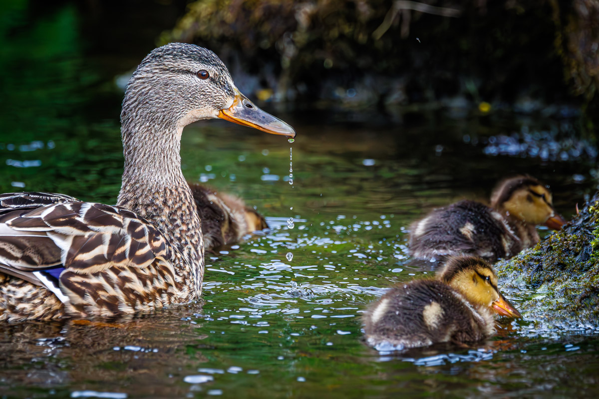 common-eider-duck-female-with-chicks Female common eider with its chicks