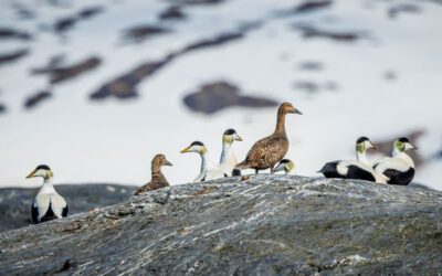 Common Eider