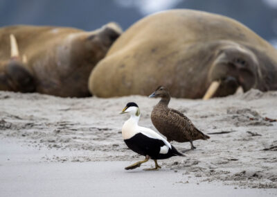 A male and female common eider peacefully walk in Magdalenefjorden, with walruses visible in the background.