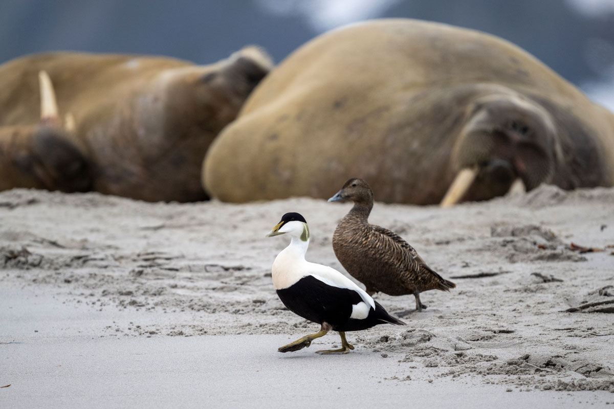 common-eiders-male-female-and-walrus-magdalenafjord A male and female common eider peacefully walk in Magdalenefjorden, with walruses visible in the background.