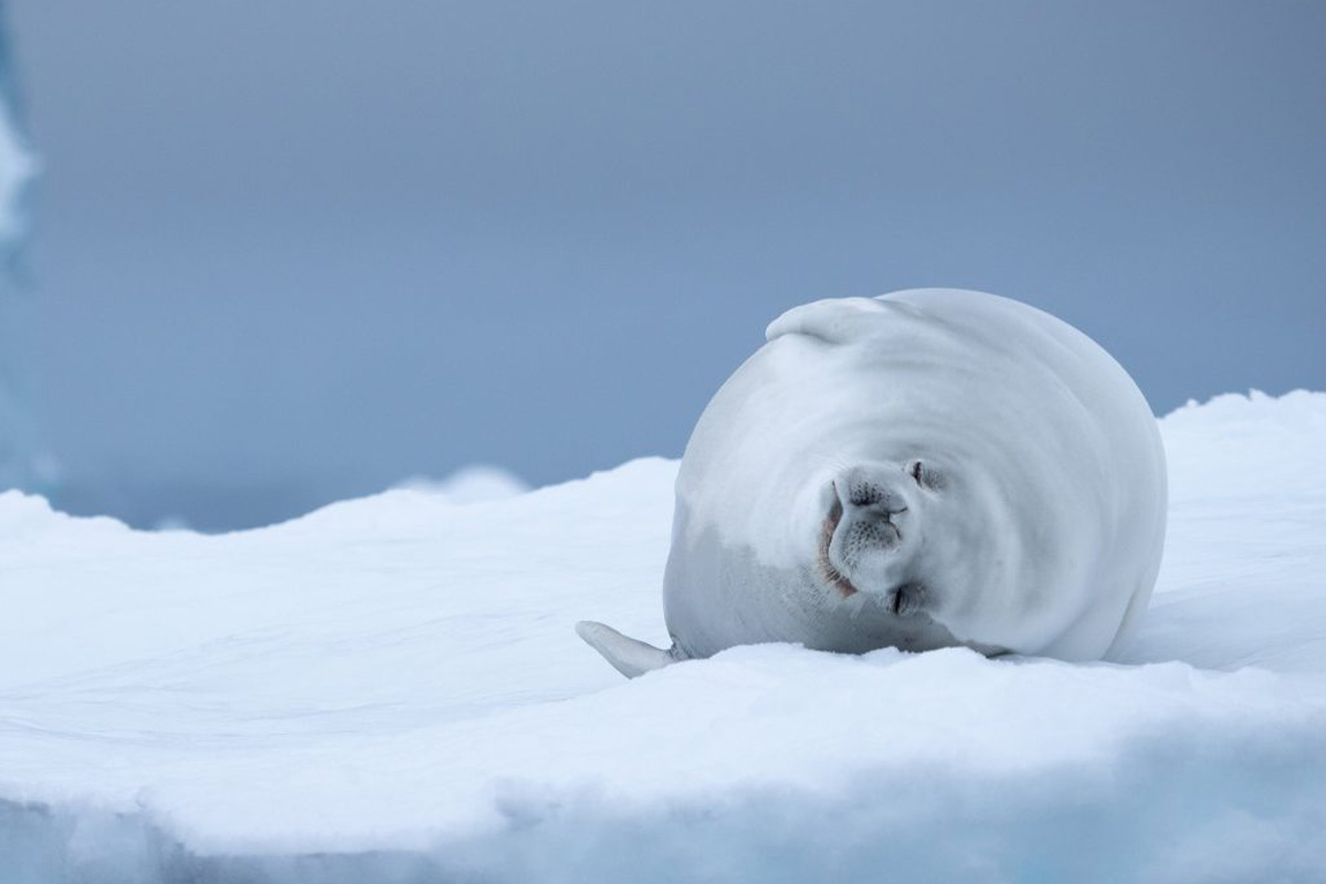 crabeater-seal Crabeater seal resting in the ice