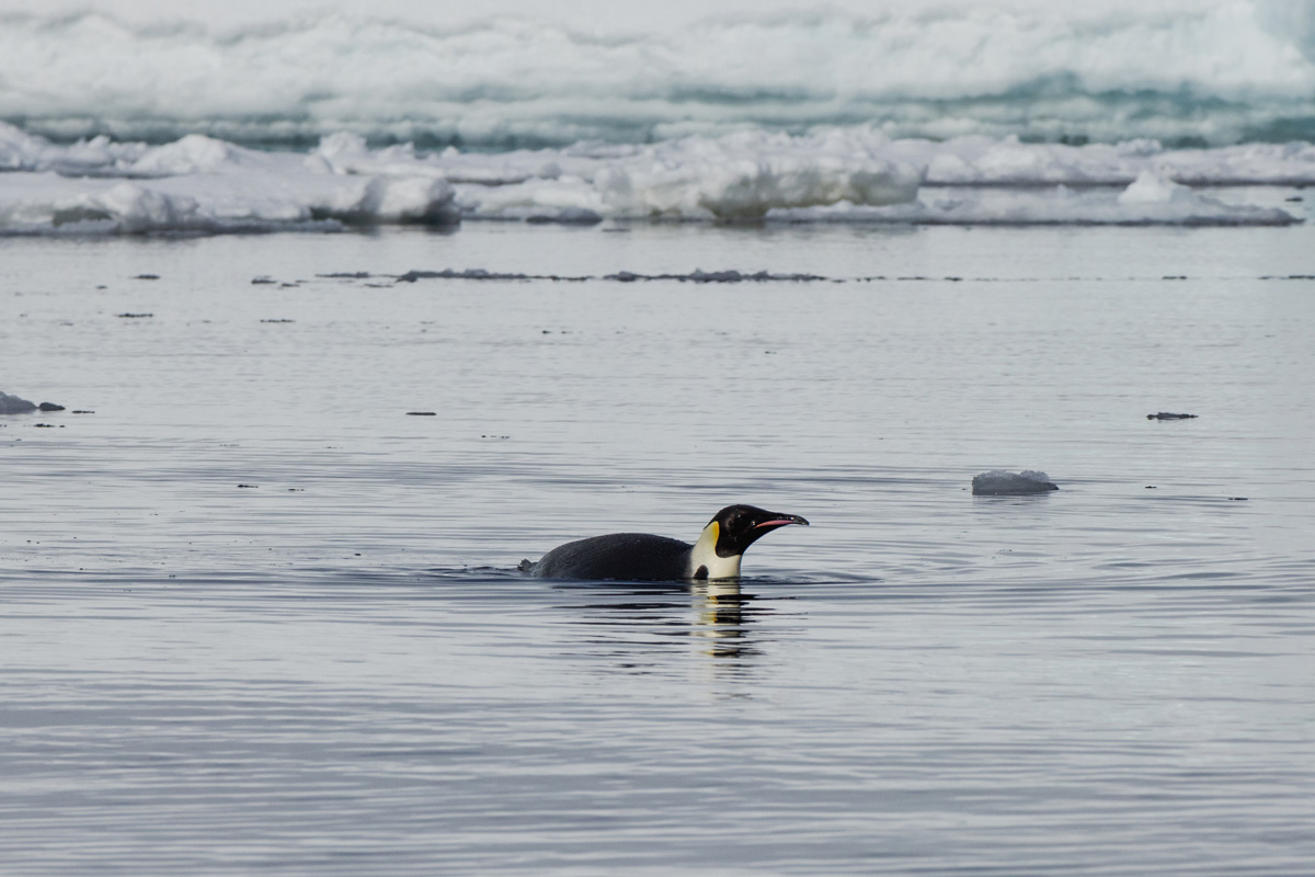 emperor-penguin-charlotte-bay Emperor penguin in the cold waters from Charlotte Bay