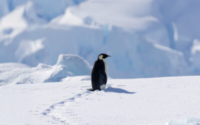 Emperor Penguin