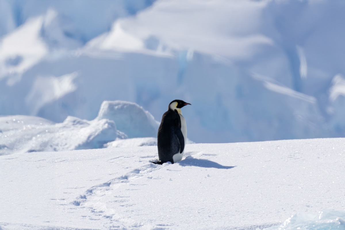 emperor-penguin-charlotte-bay(1) emperor penguin