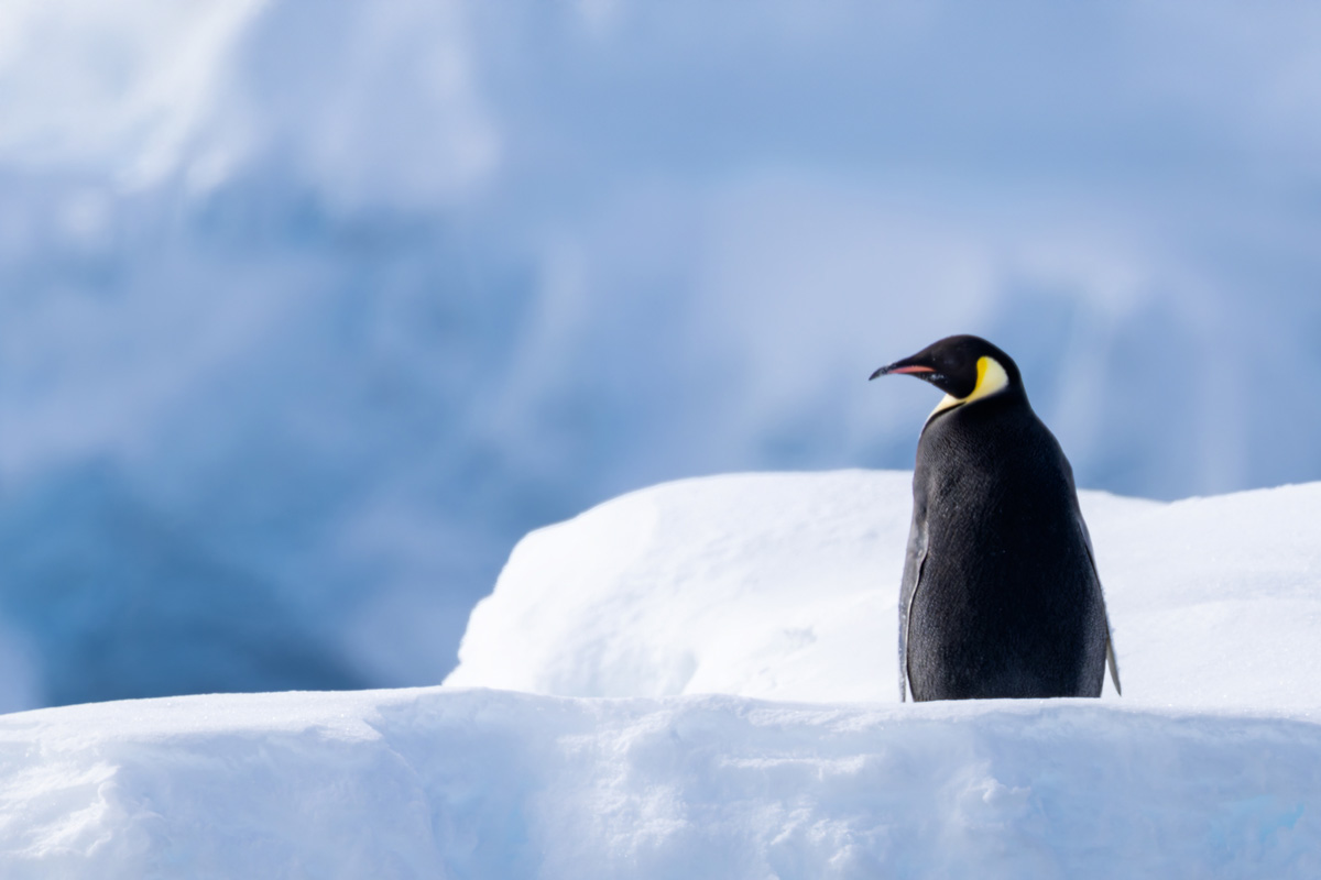 emperor-penguin-charlotte-bay(3) Emperor penguin among the ice and cold weather at Charlotte Bay
