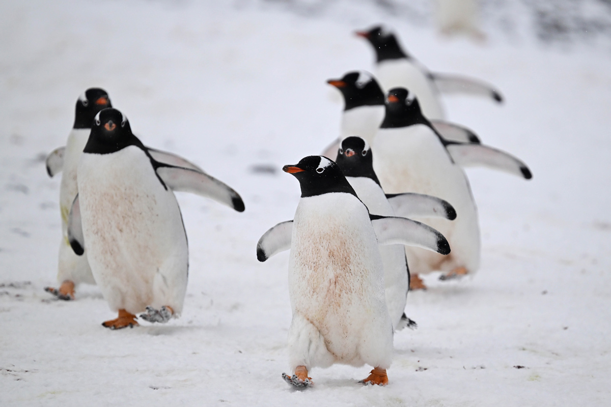 gentoo-penguin-BrownBluff gentoo penguin colony spotted in Brown Bluff