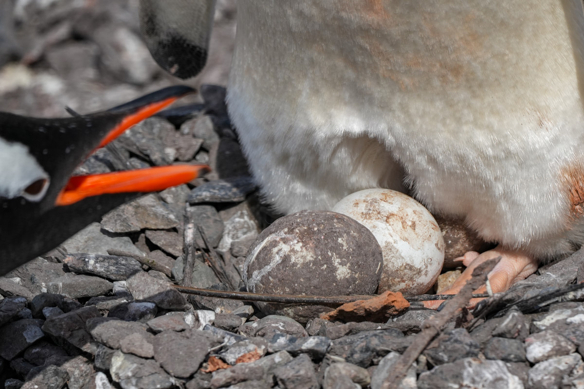 gentoo-penguin-chick-nest-Base-Gonzales-Videla gentoo penguin nest