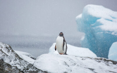 Gentoo Penguin