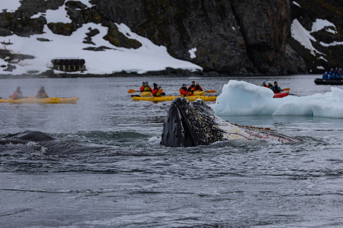 humpback-whale-Skontorp-Cove Humpback Whale spotted by our guests in the kayak