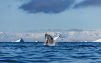 Humpback Whale