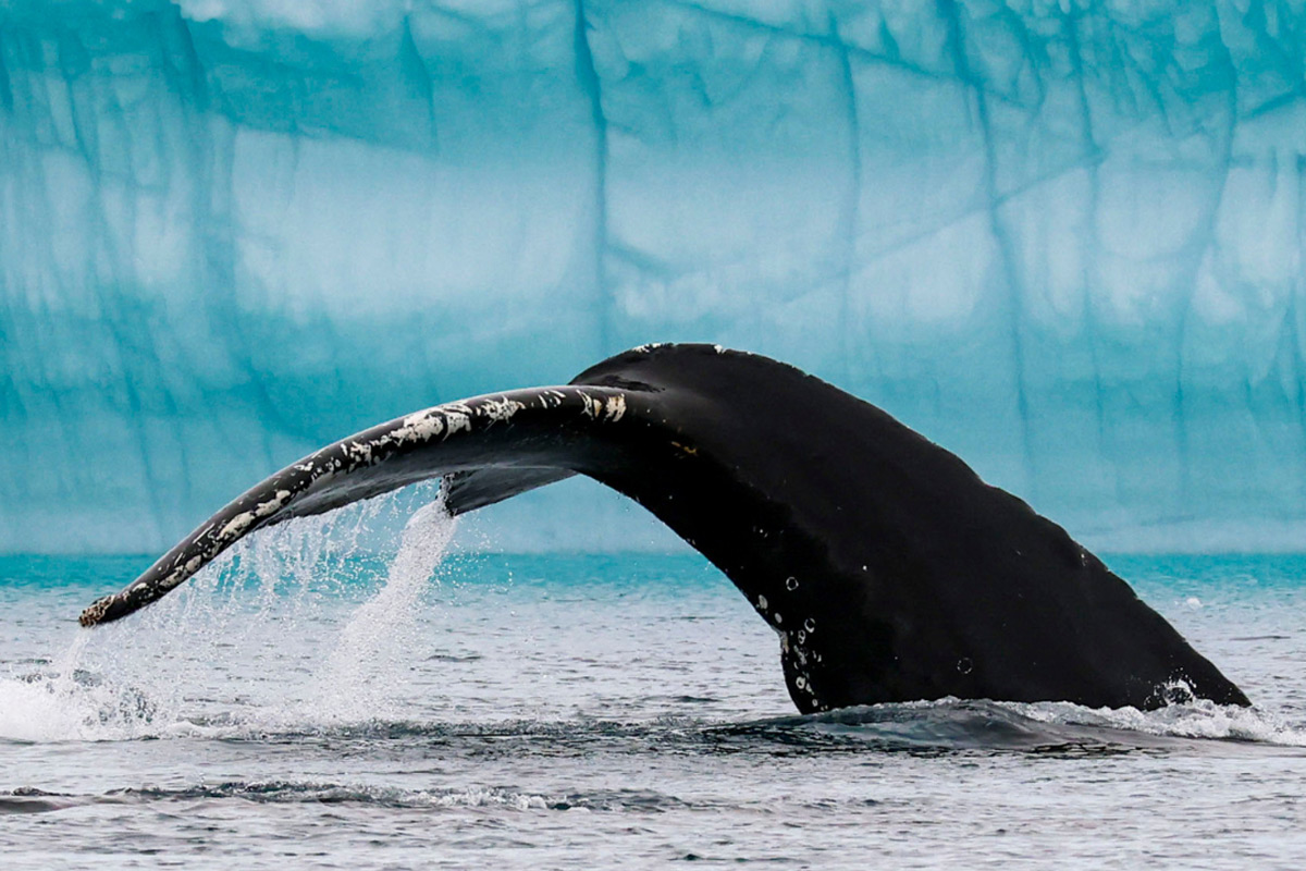 humpback-whale-tail Humpback Whale tail