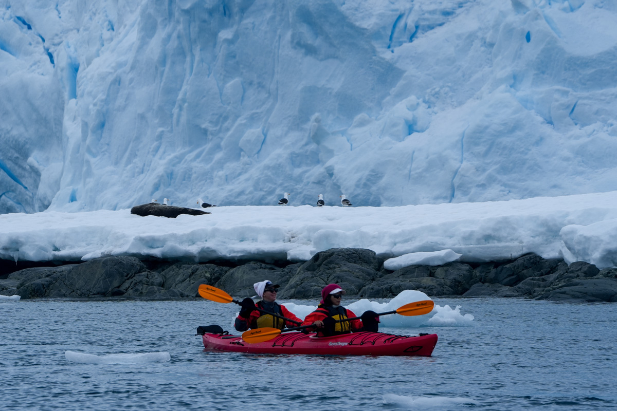 kayaking-weddell-seal-danco-island Weddell seal sighted while guests are kayaking at Danco Island