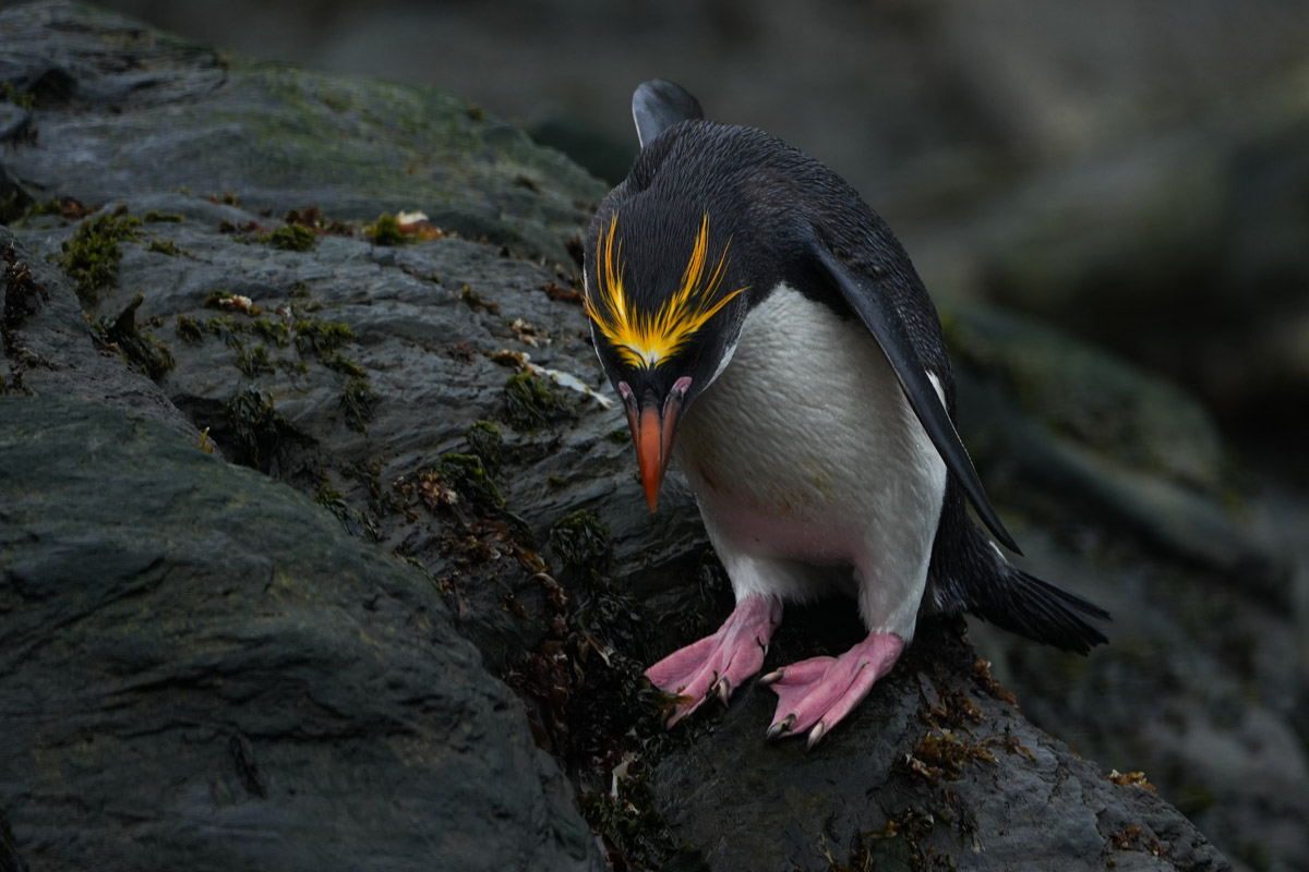 macaroni-penguin-cooper-bay Macaroni penguin at Cooper Bay
