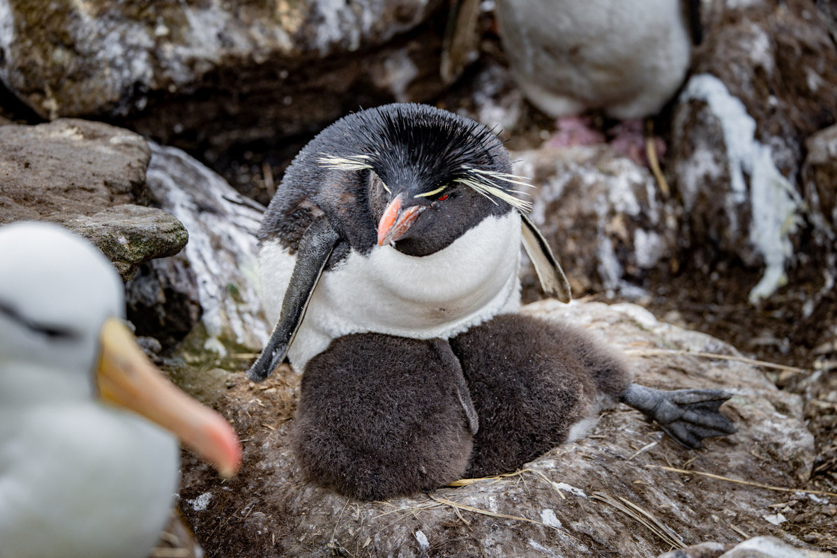 macaroni-penguin-mom-with-chicks-west-point-falkland-islands A Macaroni penguin resting peacefully with its chicks.