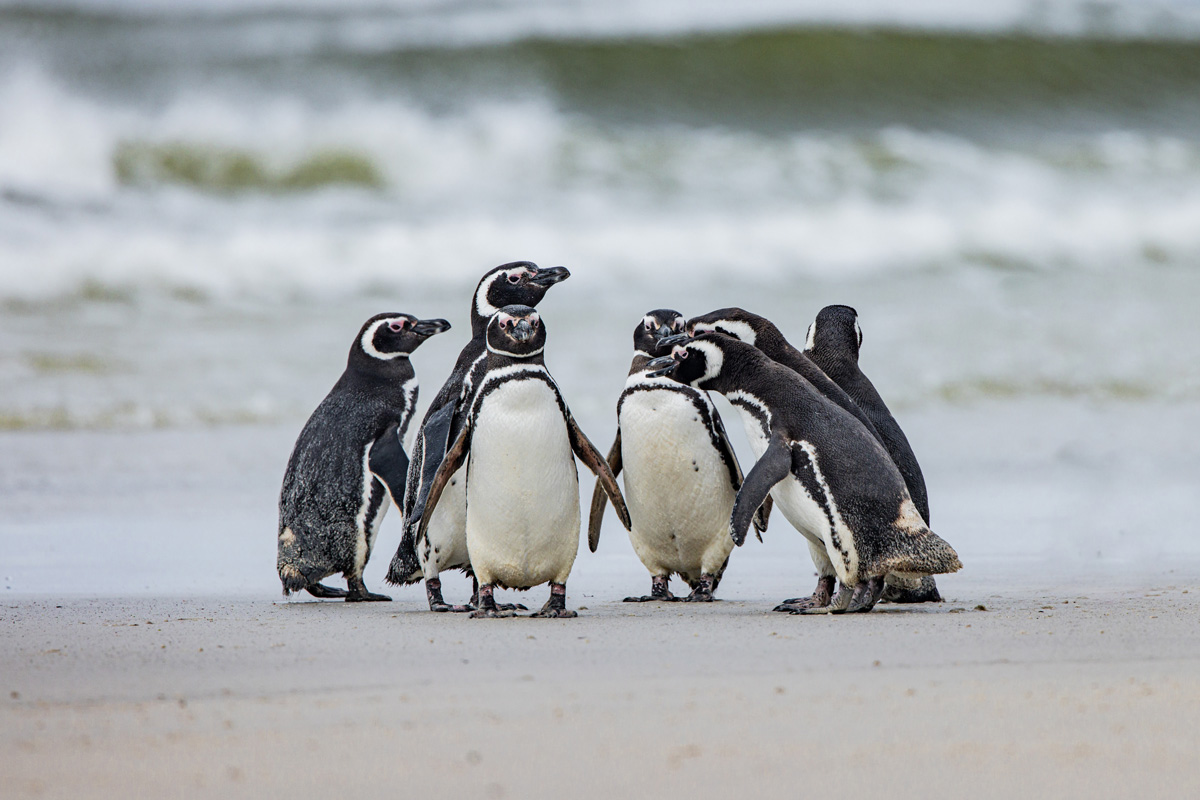 magellanic-penguins-in-saunders-island-falkland-islands magellanic penguin colony spotted in Saunders Island, Falkland Islands