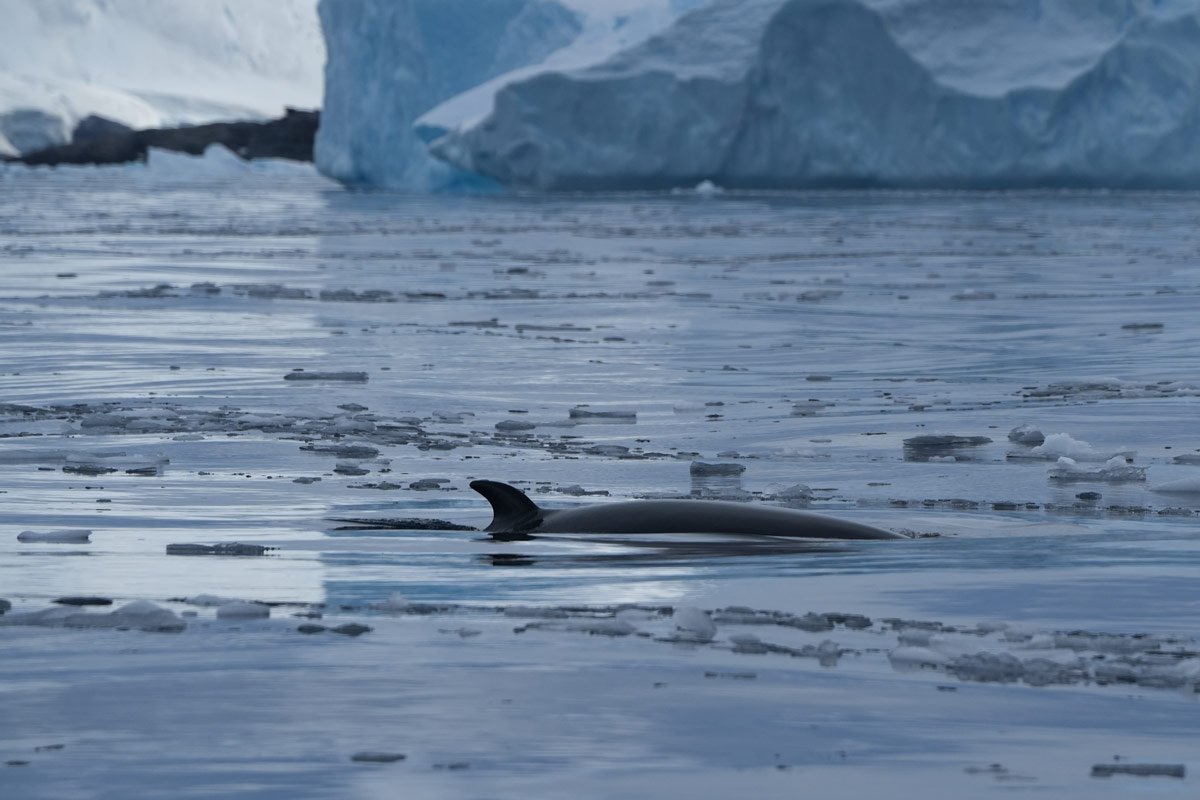 minke-whale-mikkelsen-&-curtis-bay minke whale spotted in the sea