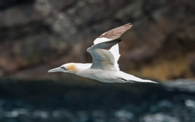 Northern Gannet