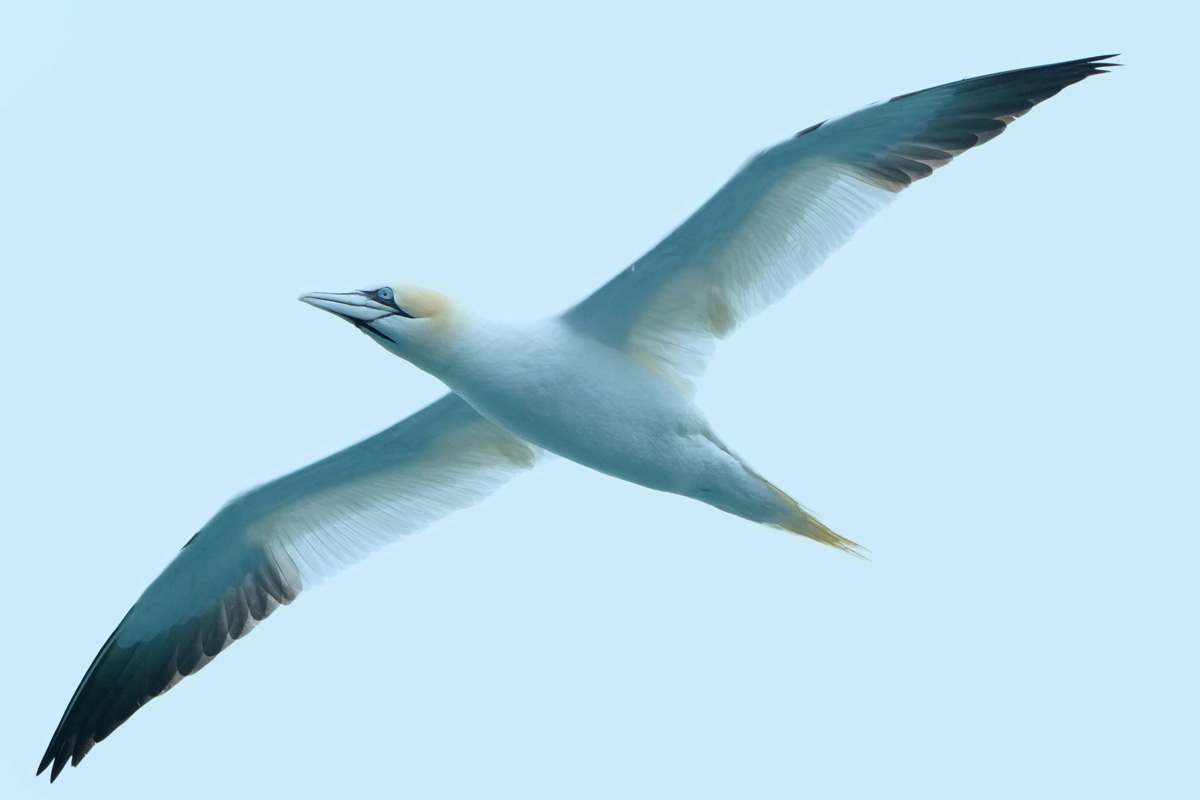 northern-gannet-flying(1) Northern gannet in the sky flying