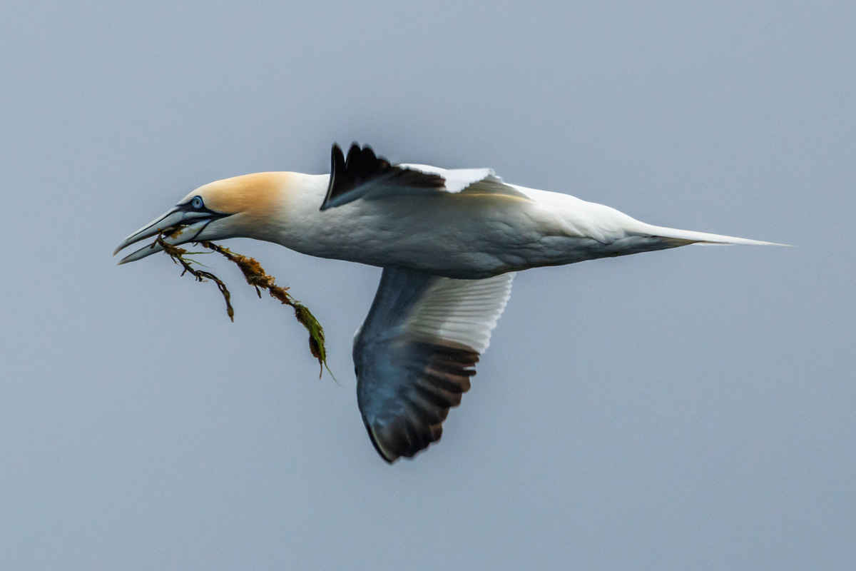 northern-gannet-food-in-the-beak Northern gannet flying and holding food in their beak
