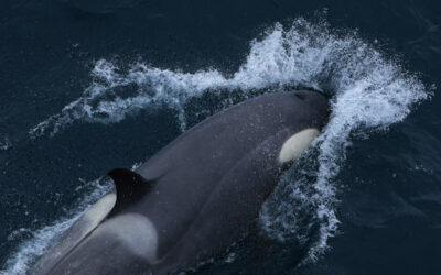 Orca