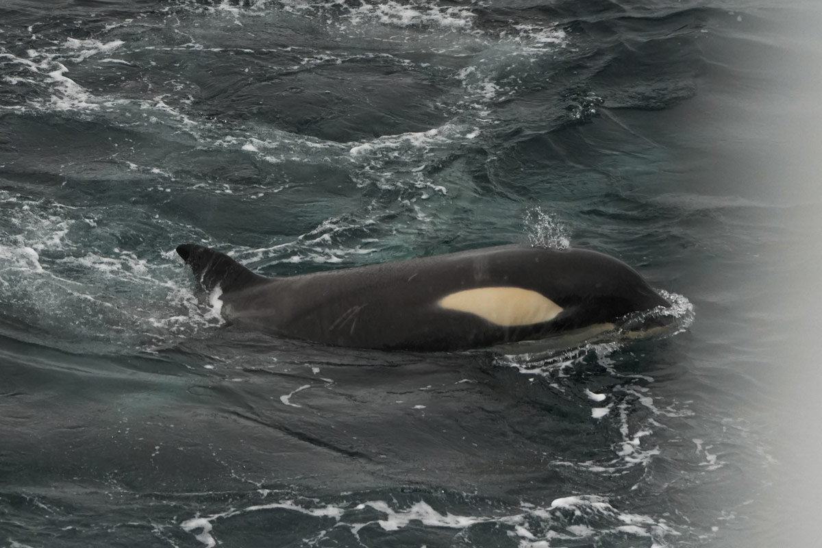 orca-pleneau-island-port-charcot Orca in the sea