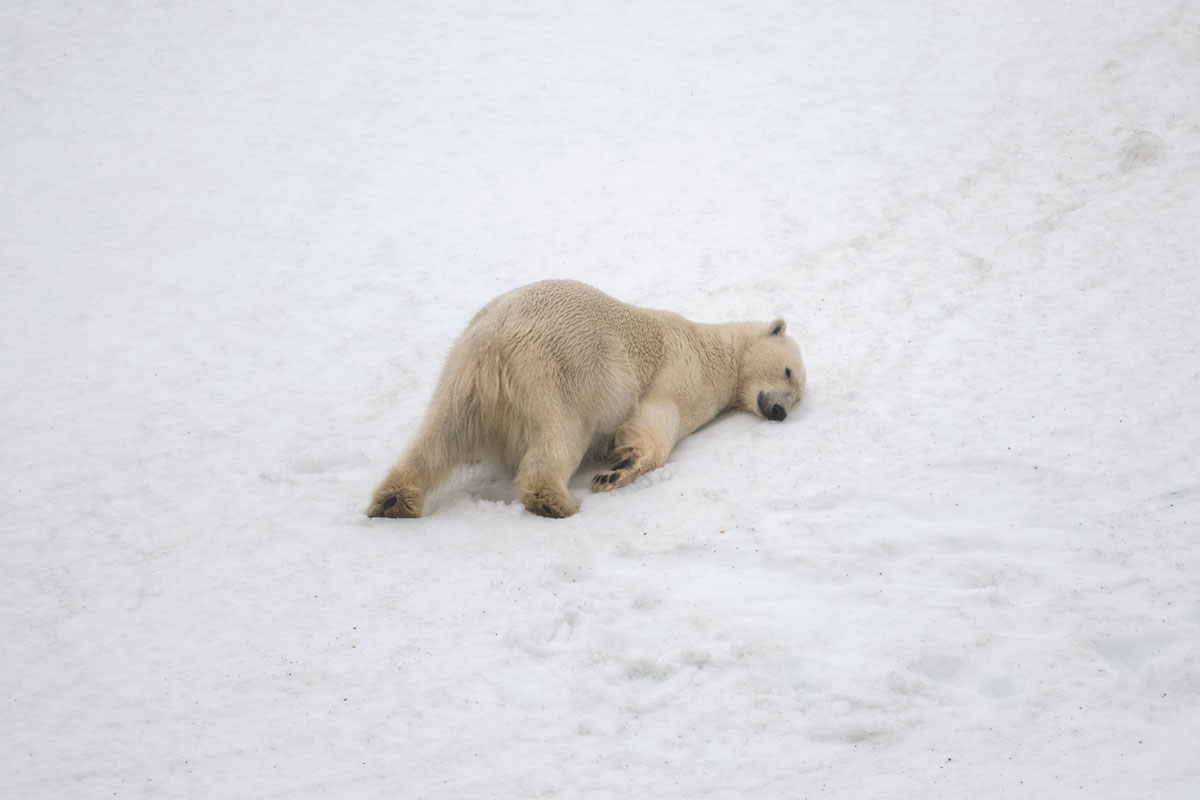 polar-bear-in-smeerenburg Polar bear in the snow at Smeerenburg