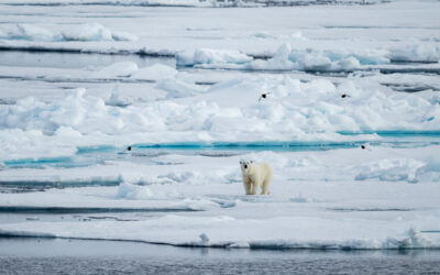 Polar Bear