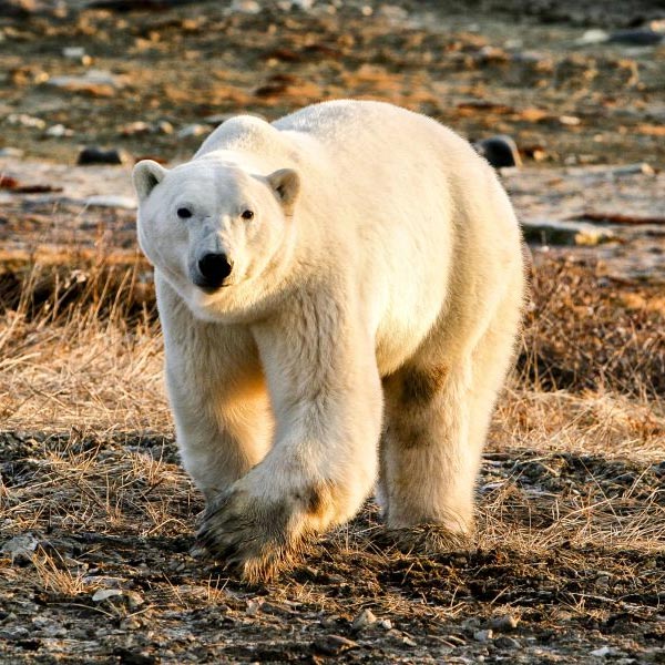 polar-bear-square Uummannaq