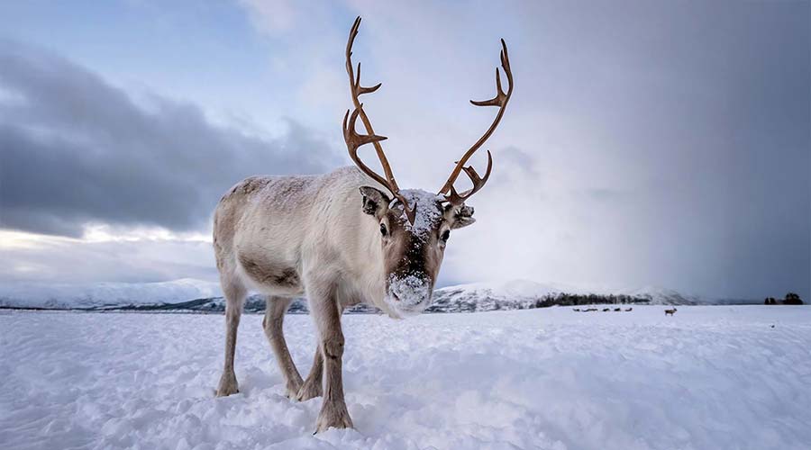 reindeer-short