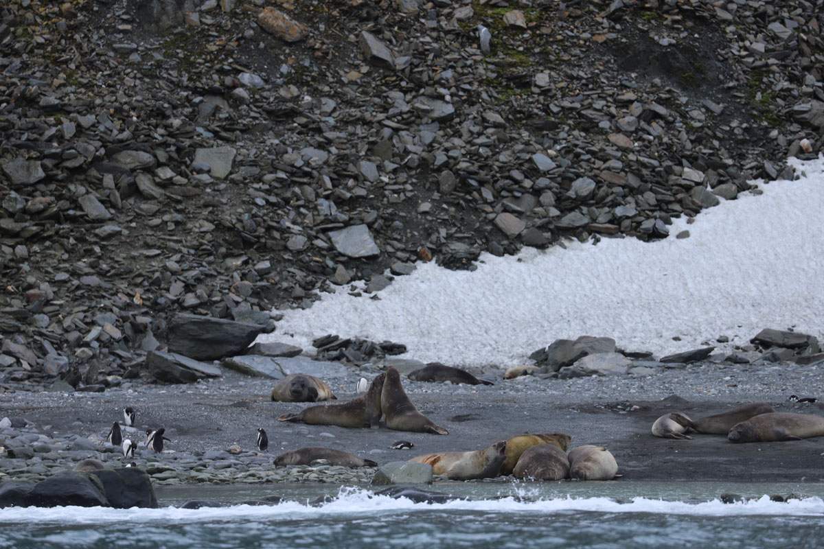 seals-penguins-elephant-island seals and penguins spotted closely at Elephant Islands