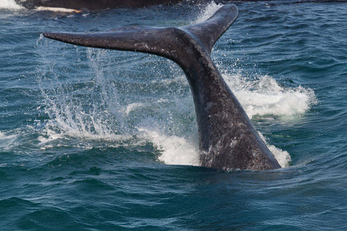 southern-right-whale-calf Southern Right Whale tail