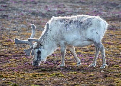 Svalbard reindeer eating flowers