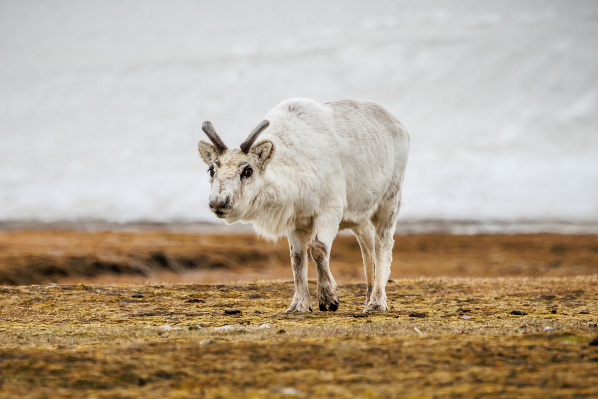 svalbard-reindeer-in-andreetangen A Svalbard reindeer calf in the tundra at Andreetangen
