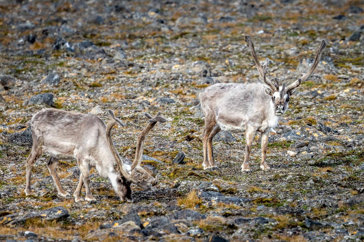 svalbard-reindeer-in-signehamna Two Svalbard reindeer with long antlers spotted in Signehamna, Svalbard