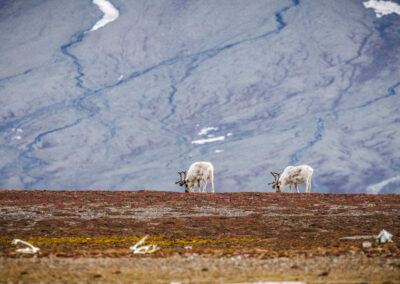 Two Svalbard reindeer are seen eating in Andréetangen, Svalbard