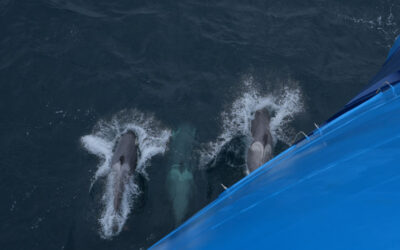 Whales You Can See in Antarctica