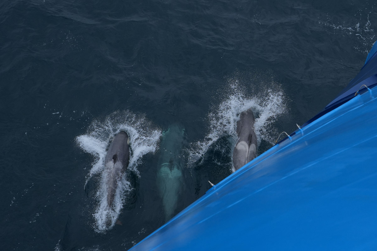 orca pod swimming close to the ship