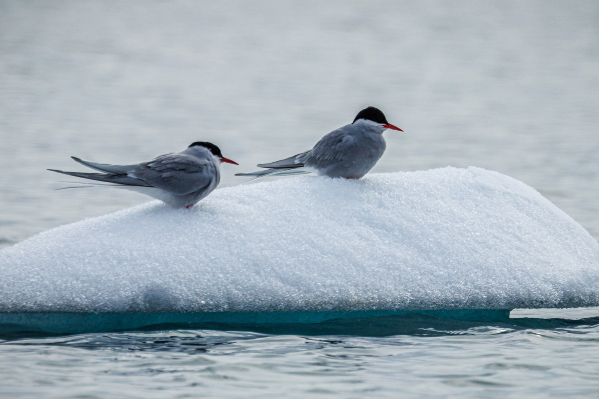 Two Arctic terns near each other on the ice