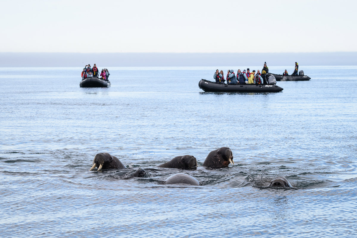 walrus-colony-spotted-by-zodiacs Walruses observed at sea while two of our zodiacs, filled with guests, watched nearby