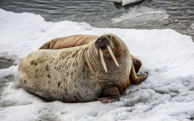 Walrus