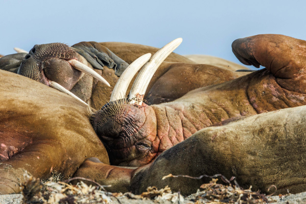 walrus-tusk--poolepunten Walruses resting together with their tusks in focus