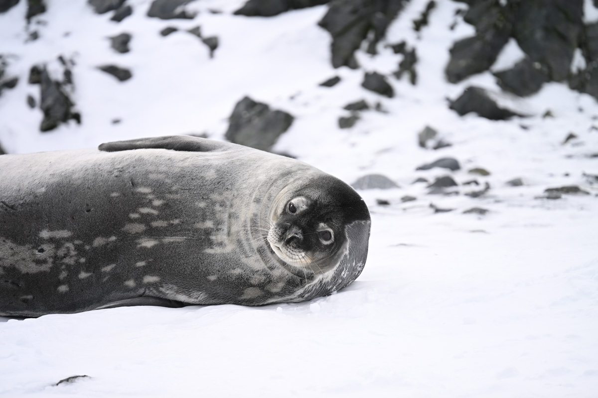 weddell-seal-half-moon-island Weddell seal at Half Moon Island