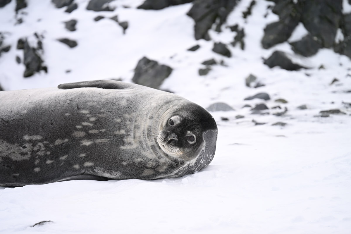 weddell-seal-in-half-moon-island Weddell seal spotted in Half Moon Island, in the South Shetland Islands