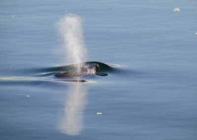 A whale blowing on the top of the sea