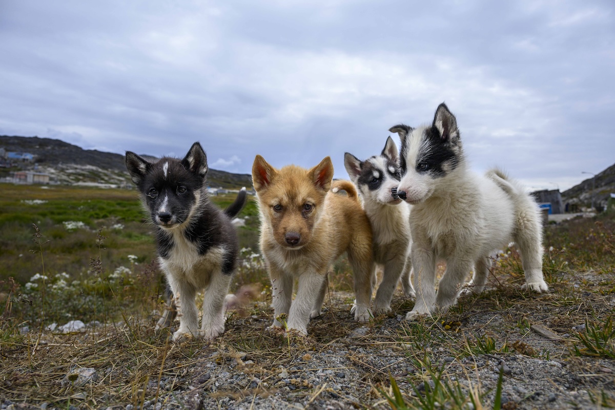 Four Greenlandic Dog Puppies