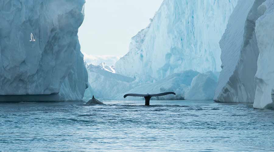 Ilulissat-wildlife-whale-short