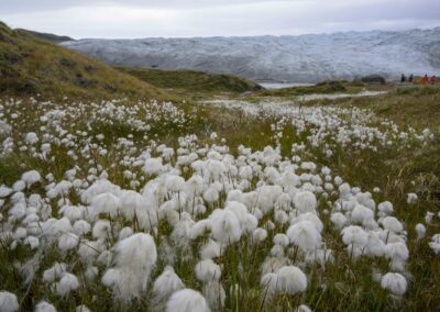 Flower field and reindeer glacier in background