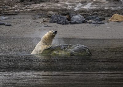 Polar Bear coming out of water at a rock