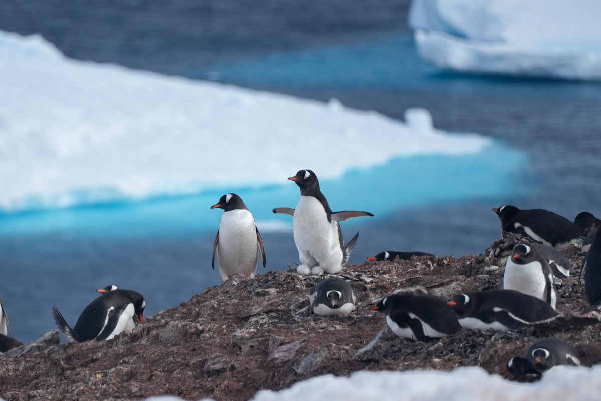 gentoo penguin colony spotted in Danco Islands