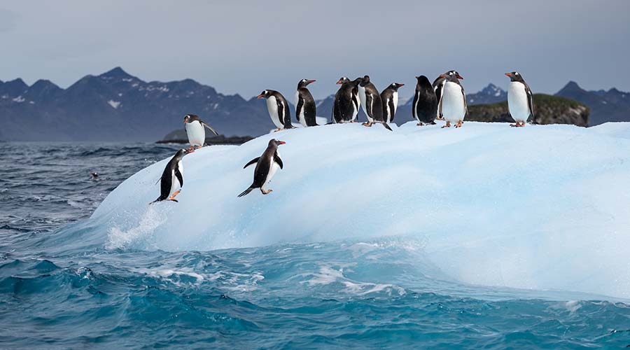 happy-penguins-short